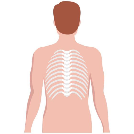 Normal Spine