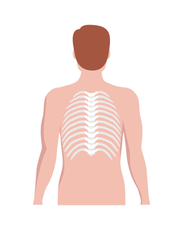 Normal Spine