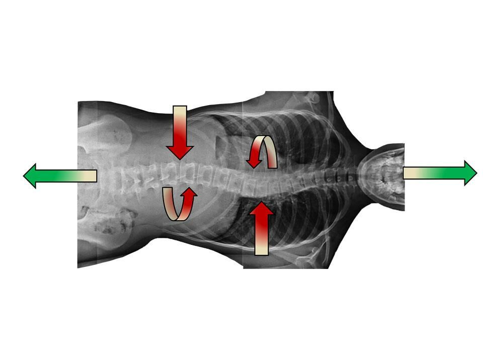 Elogation Graphic