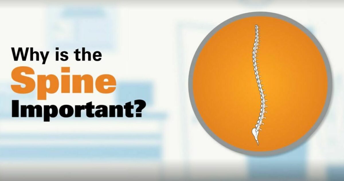 Spinal Technology Why is the Spine Important?